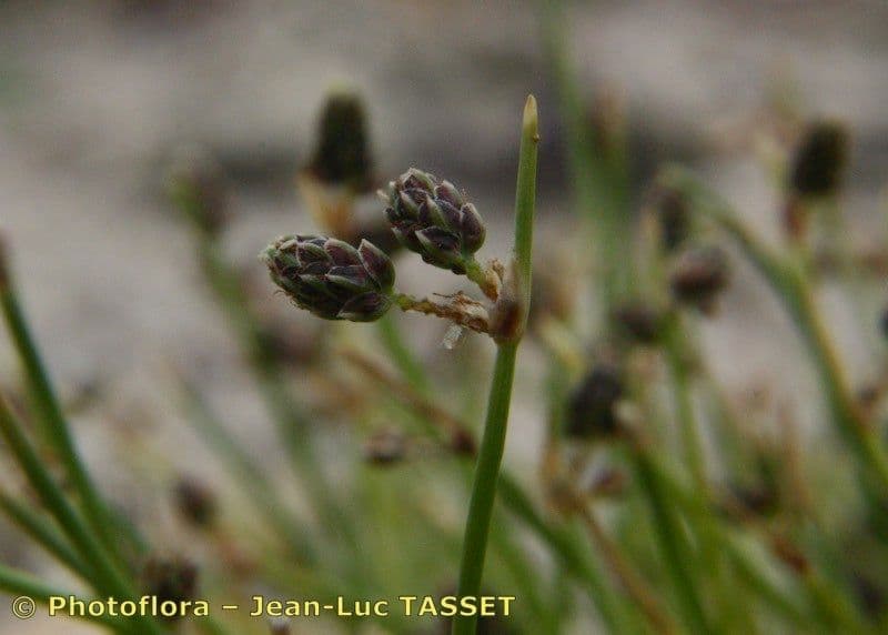 Schoenoplectus setaceus 6