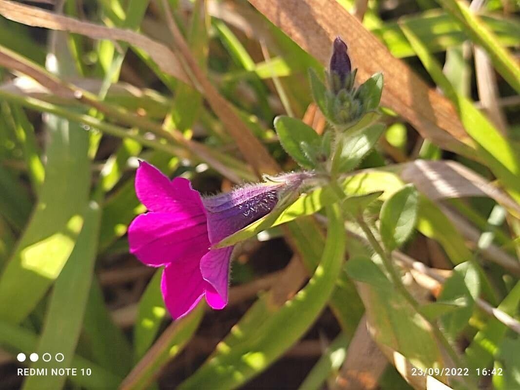 Petunia 2