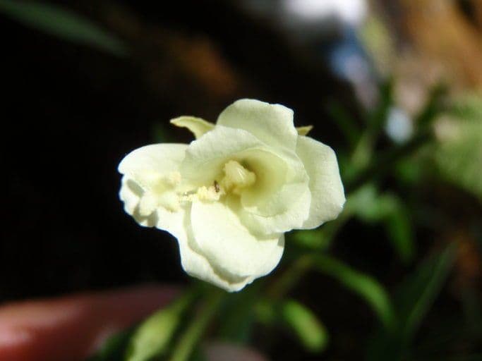 Epilobio giallo 3