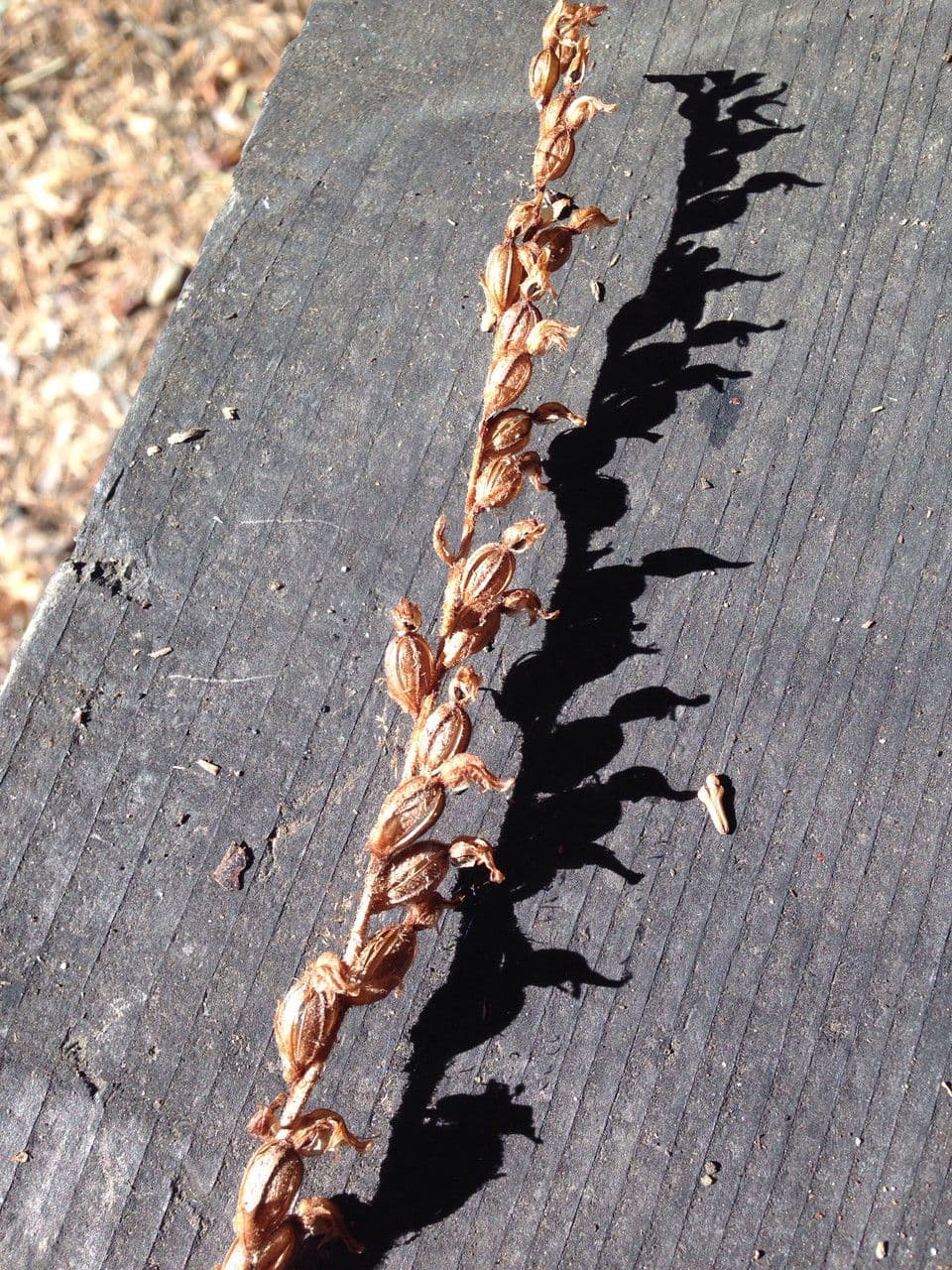 Goodyera oblongifolia 4