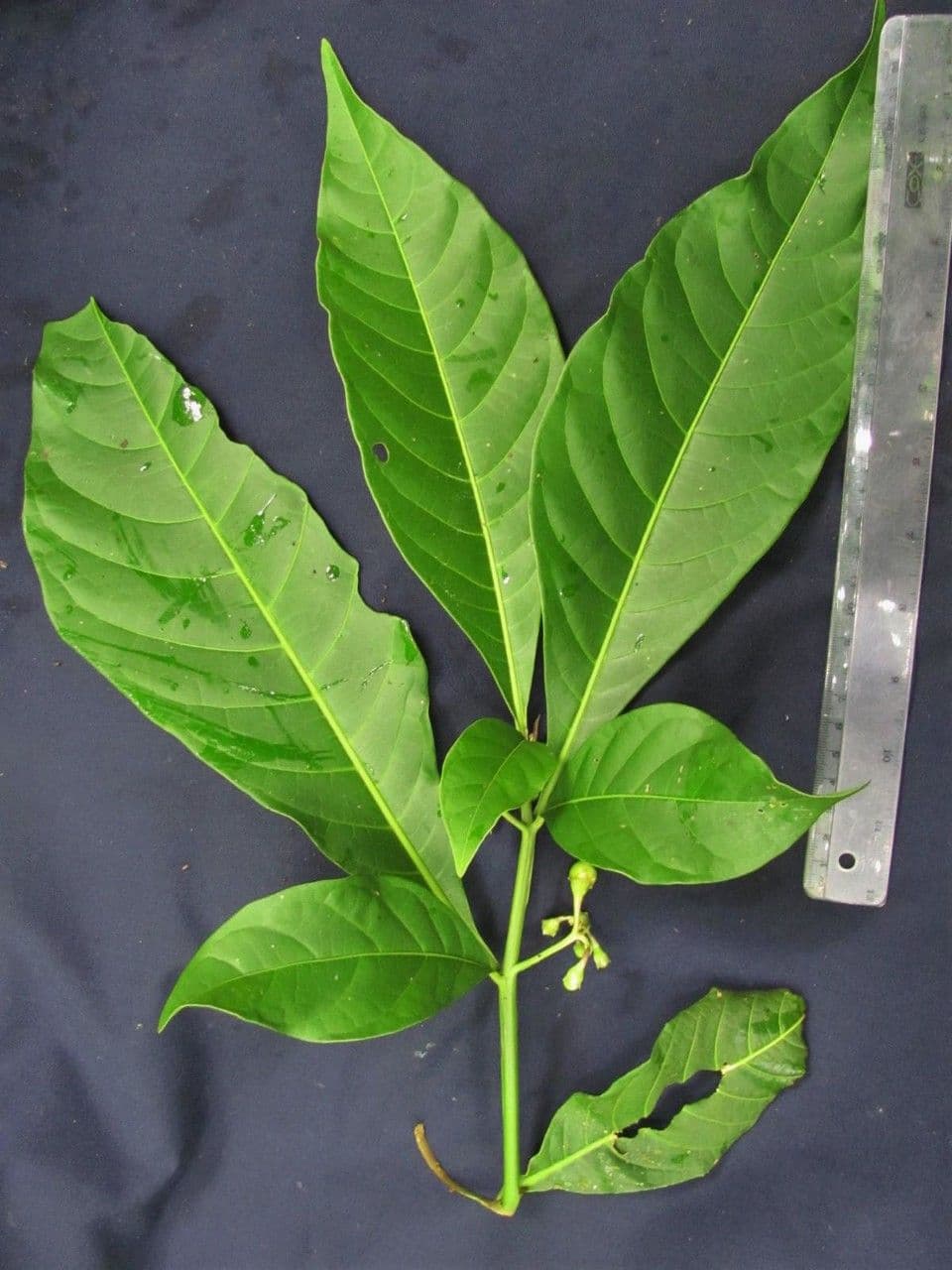 Solanum 17
