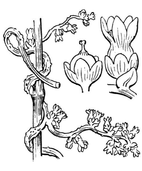 Cuscuta 19