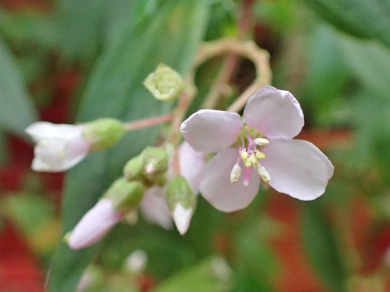 Centradenia 2