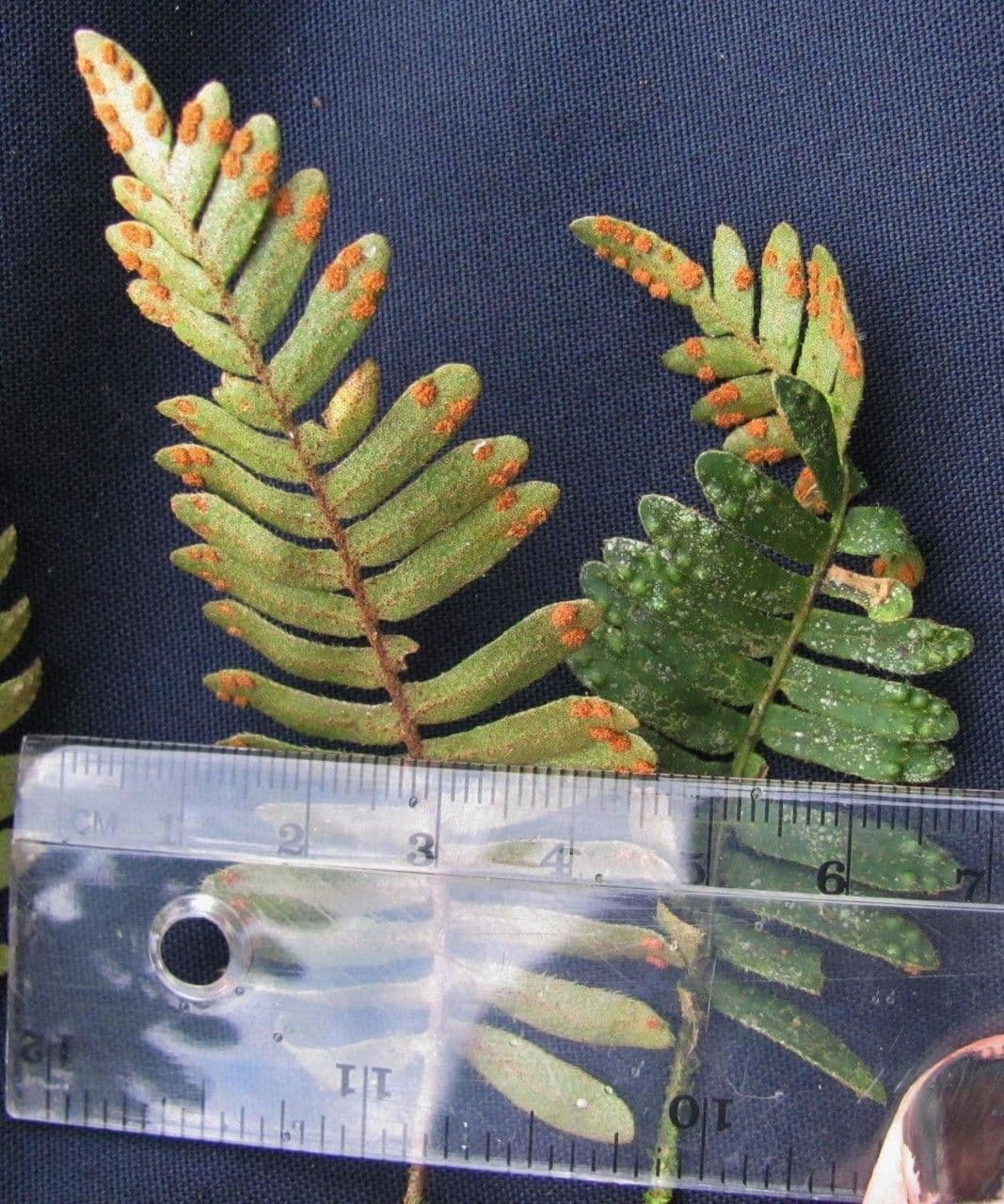 Flechtenfarn 14