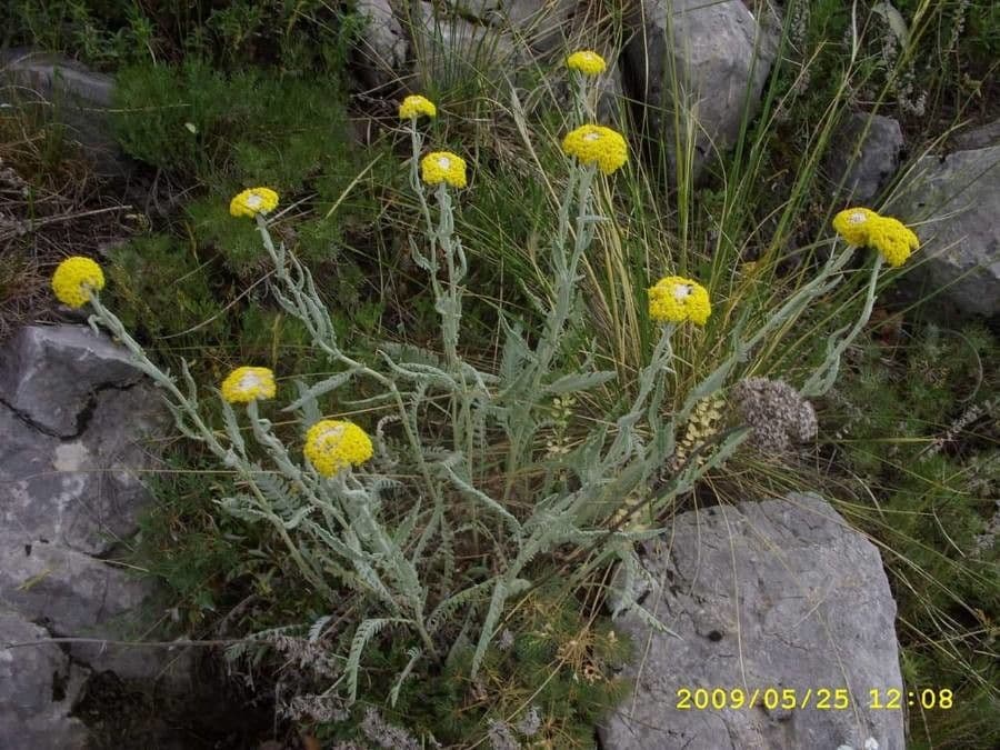 Achillea compatta 3