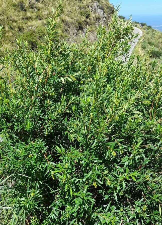 Escallonia 6