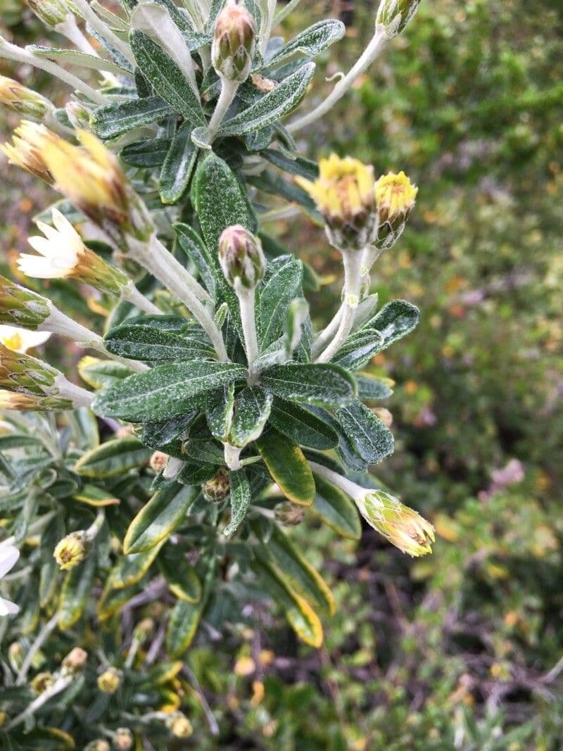 Chiliotrichum 12