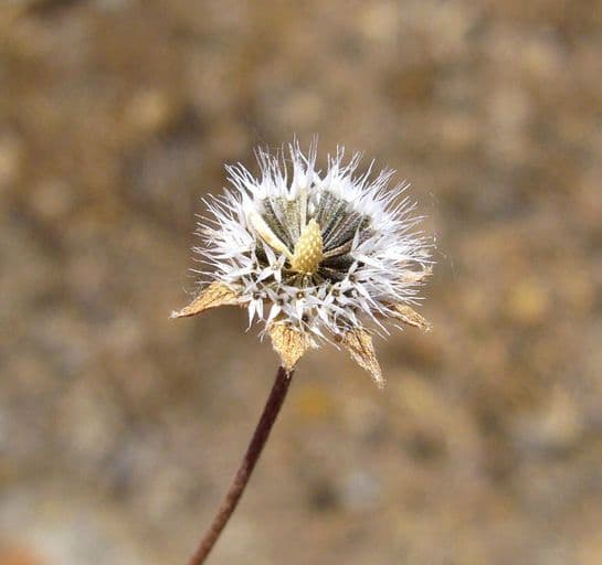 Lasthenia californica 5