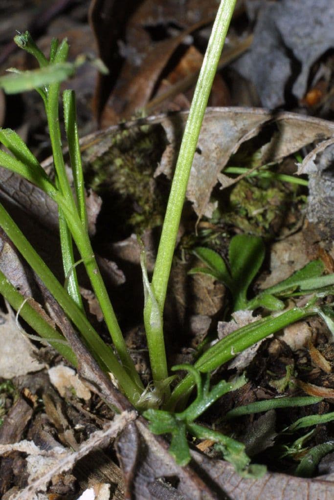 Viola pedata 16