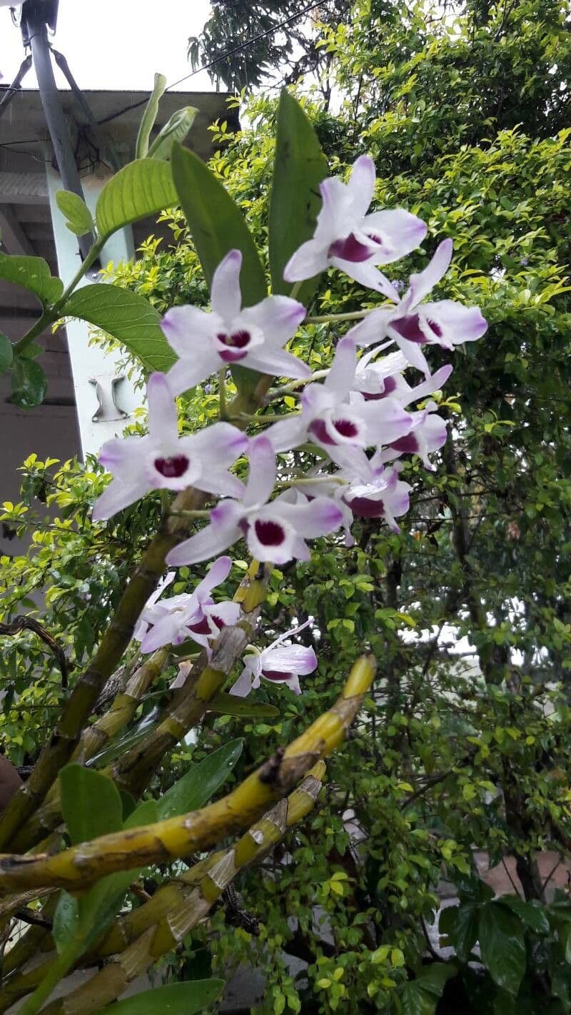 Orchidea