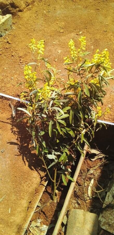 Acridocarpus 4