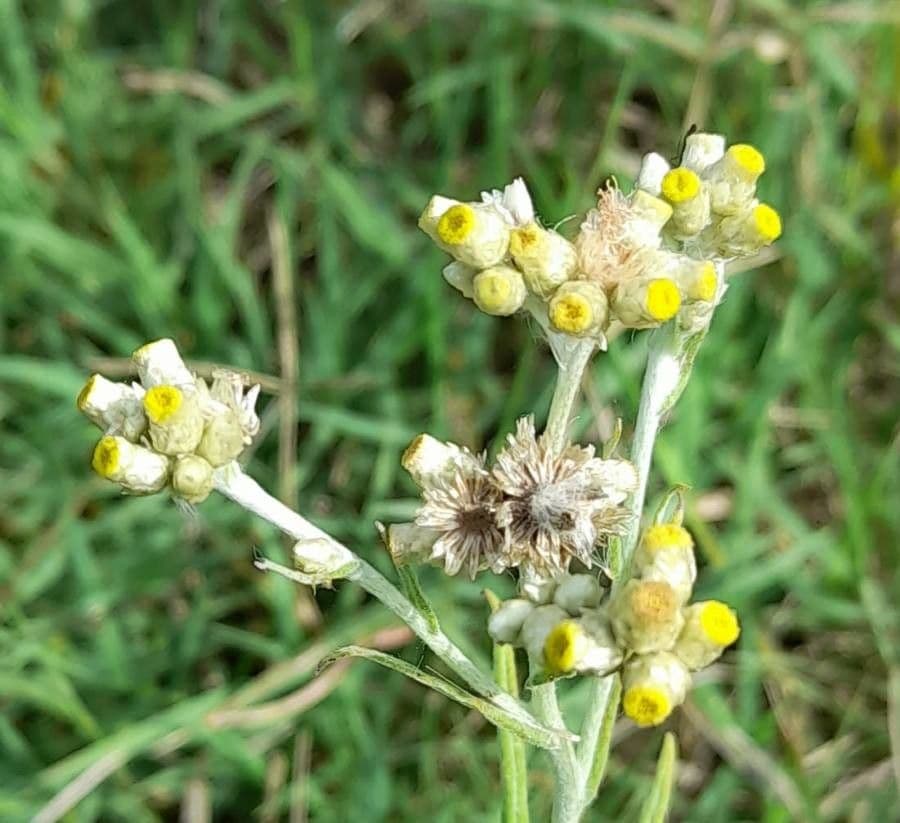Pseudognaphalium gaudichaudianum