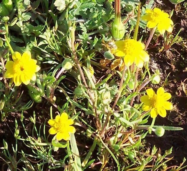 Blennosperma 3