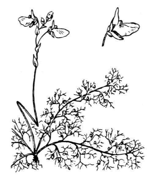 Erba vescica 23
