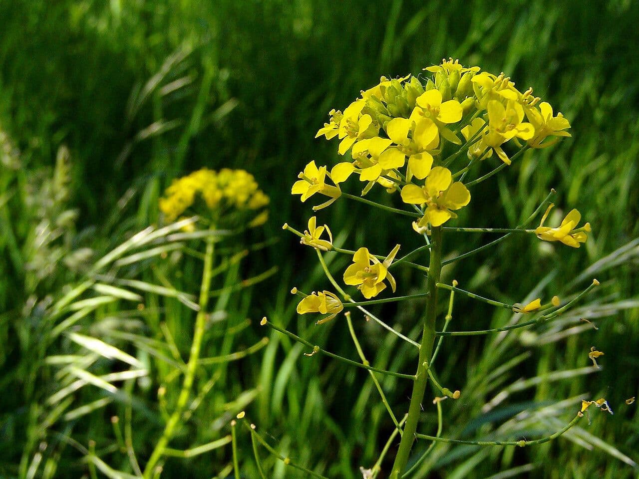 Loesels Rauke 6