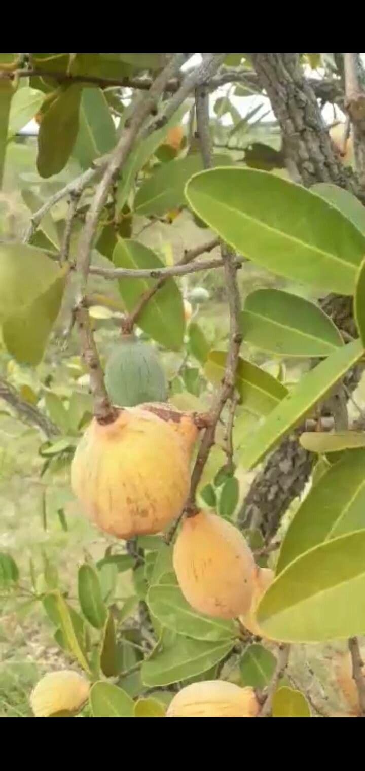Granatapfel-Kanonenbaum 8