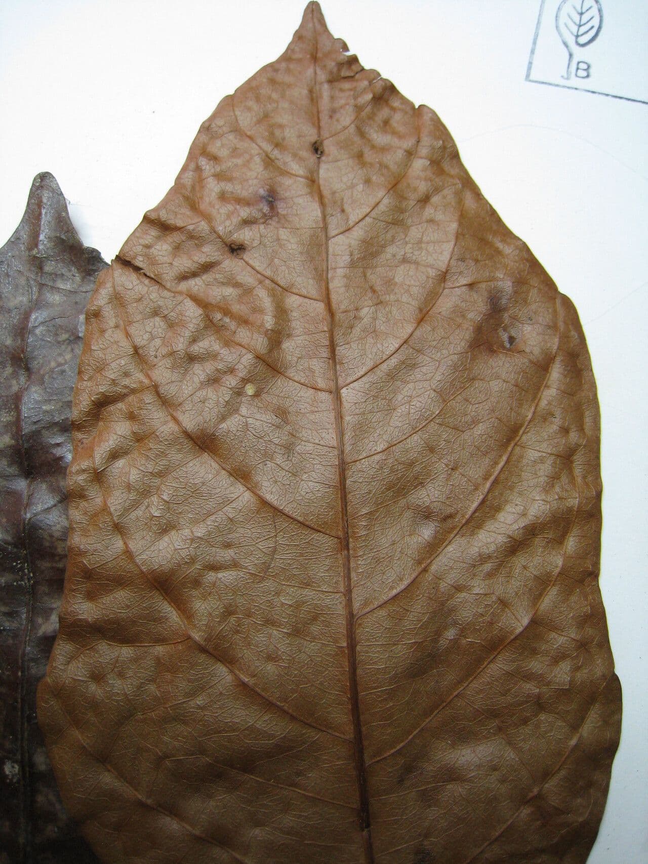 Allophylus 2