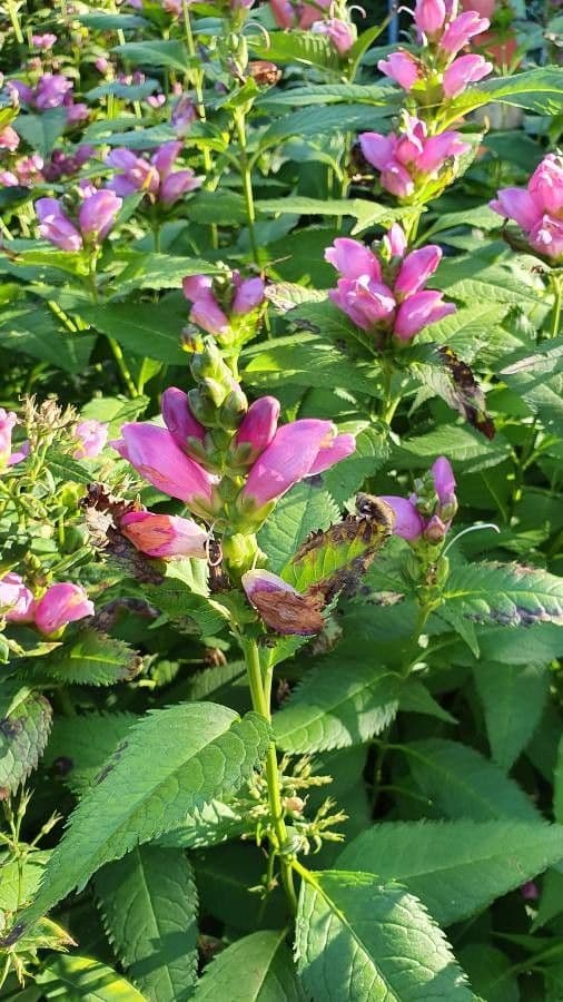 Chelone 5