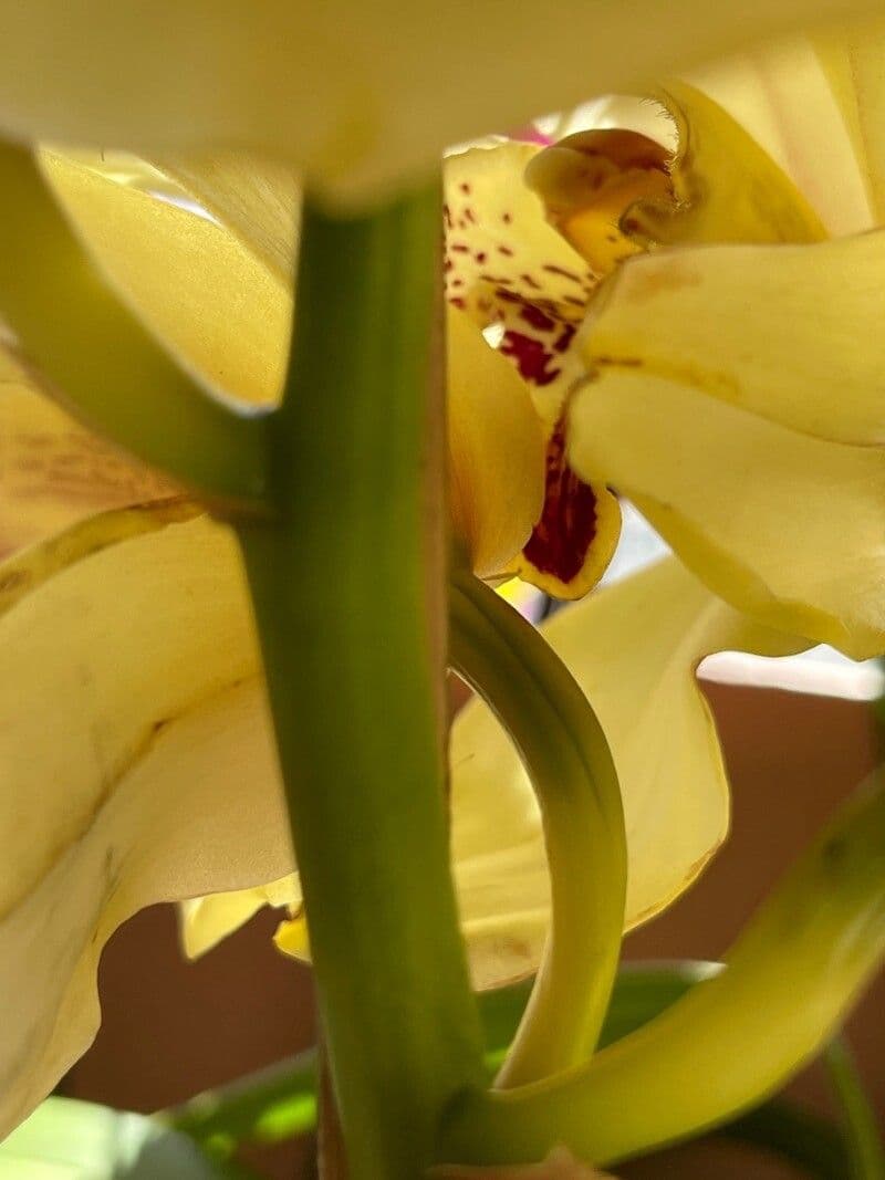 Cymbidium 17
