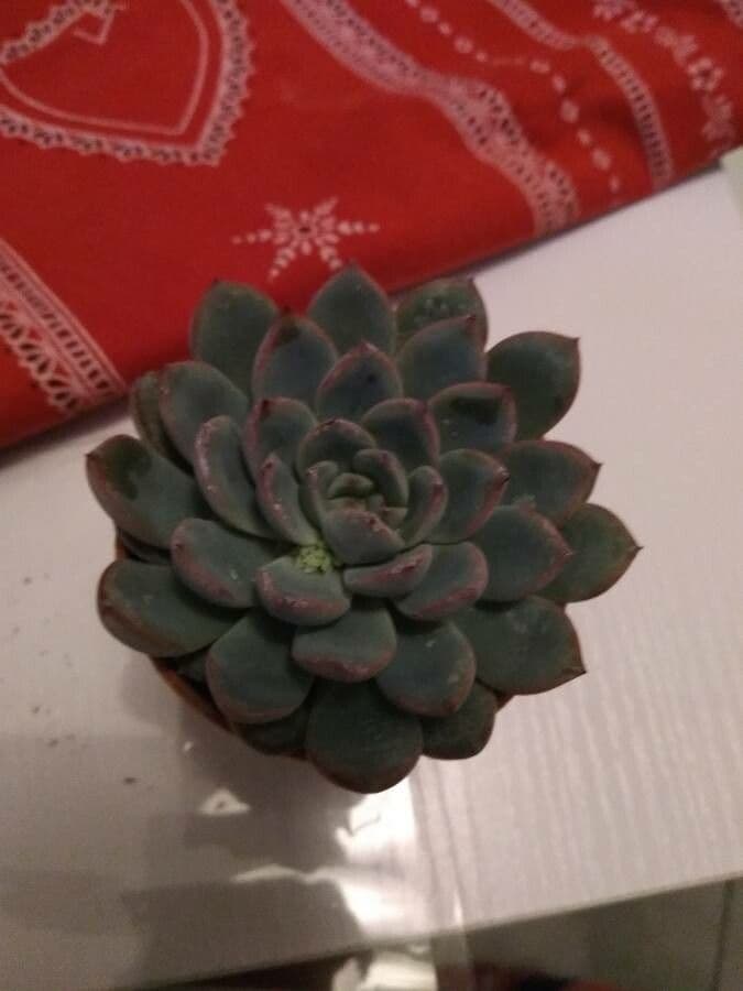 Echeveria 5