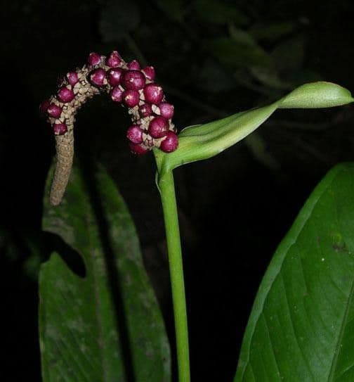 Anthurium lanceolato 11