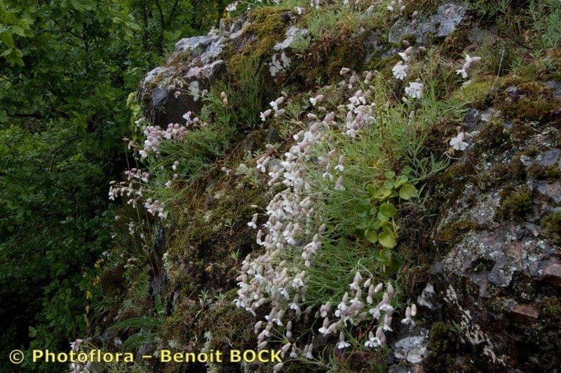 Silene a un fiore 23