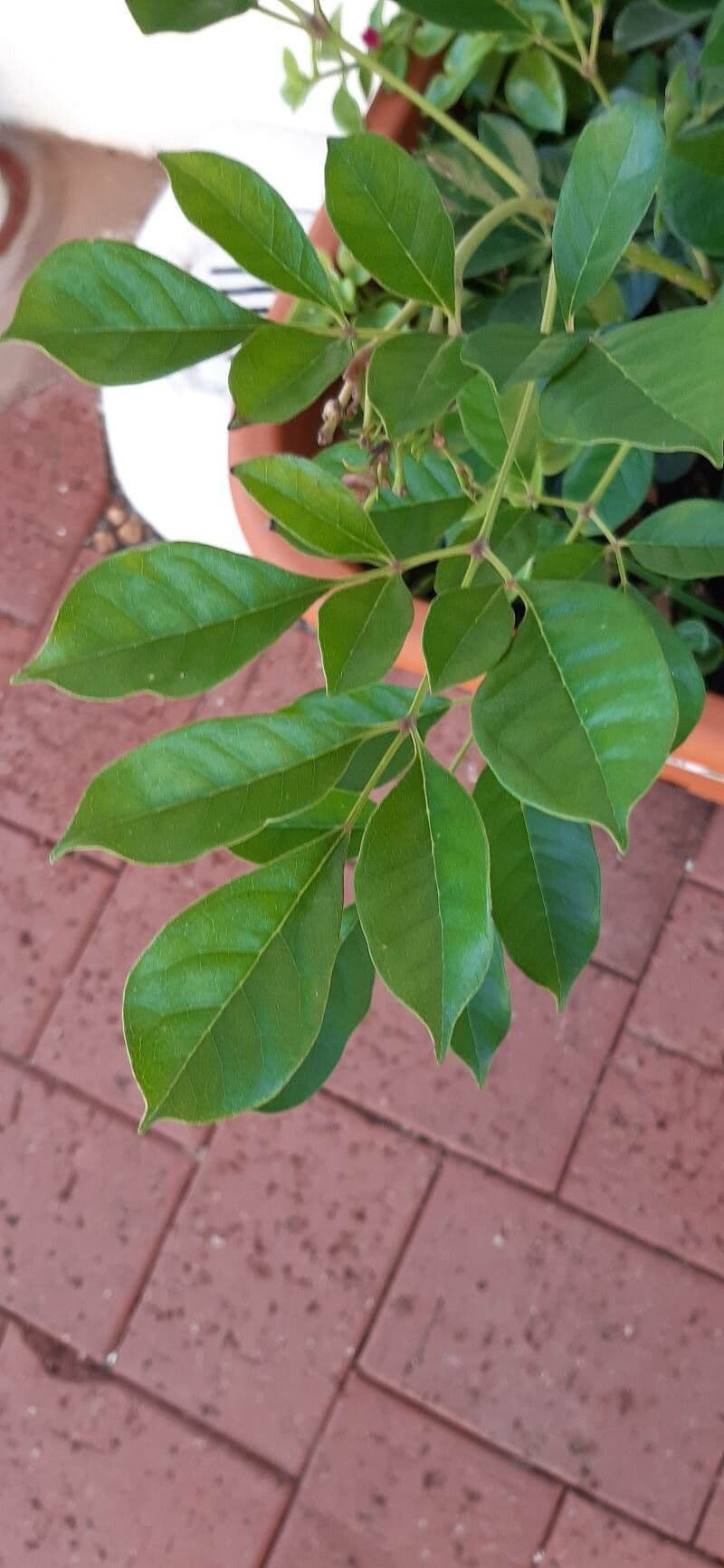 Radermachera 6