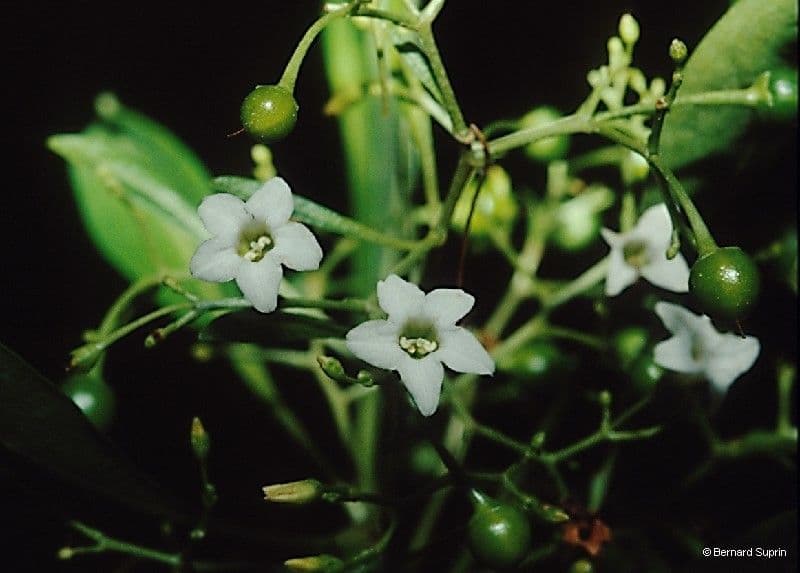 Duboisia 6