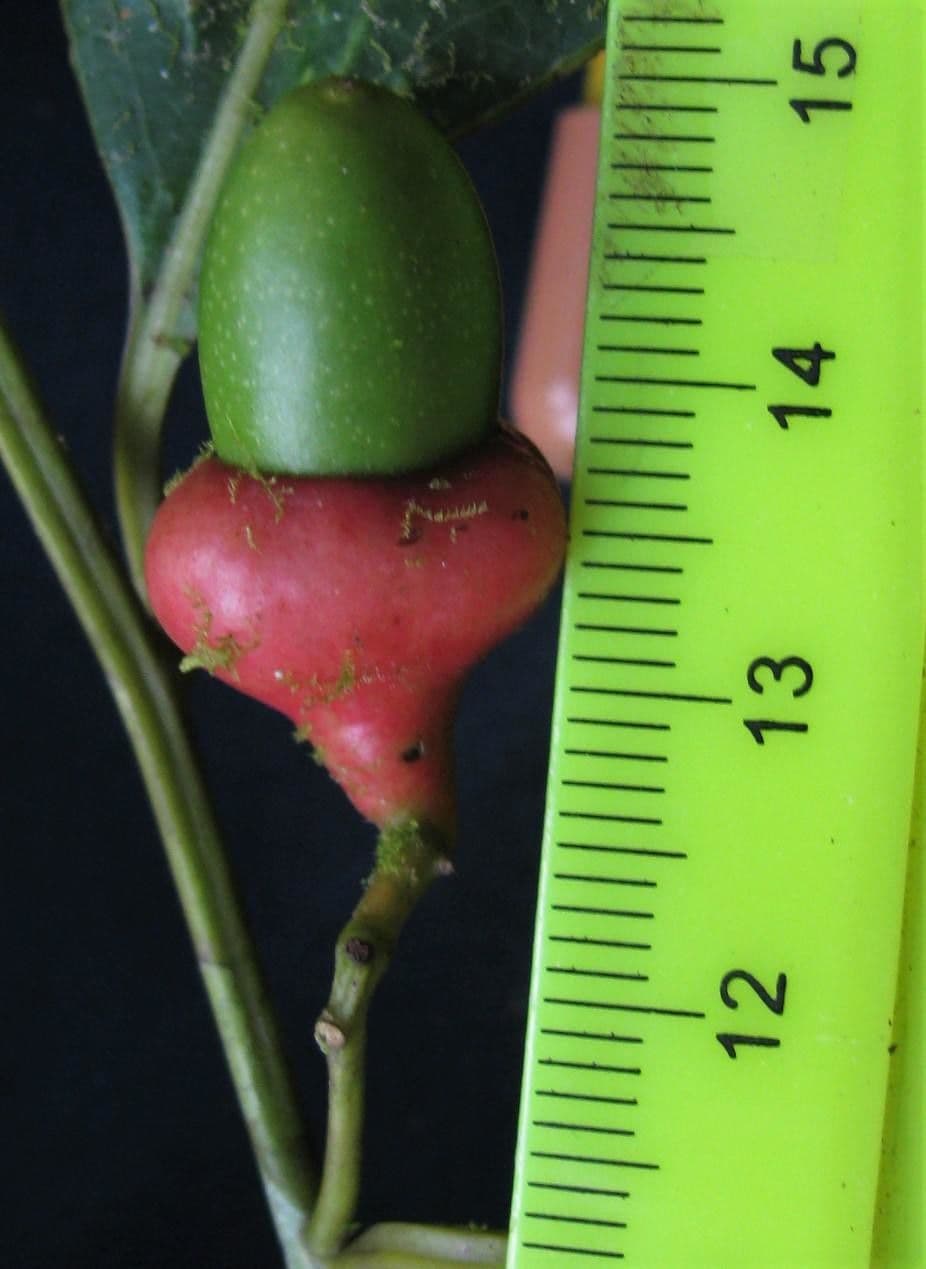 Ocotea cernua 2