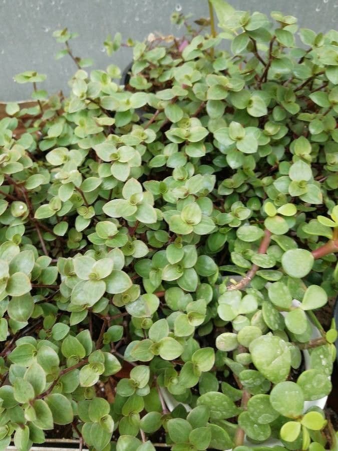 Callisia repens 22