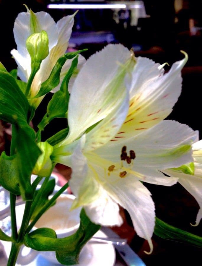 Alstroemeria aurea 29