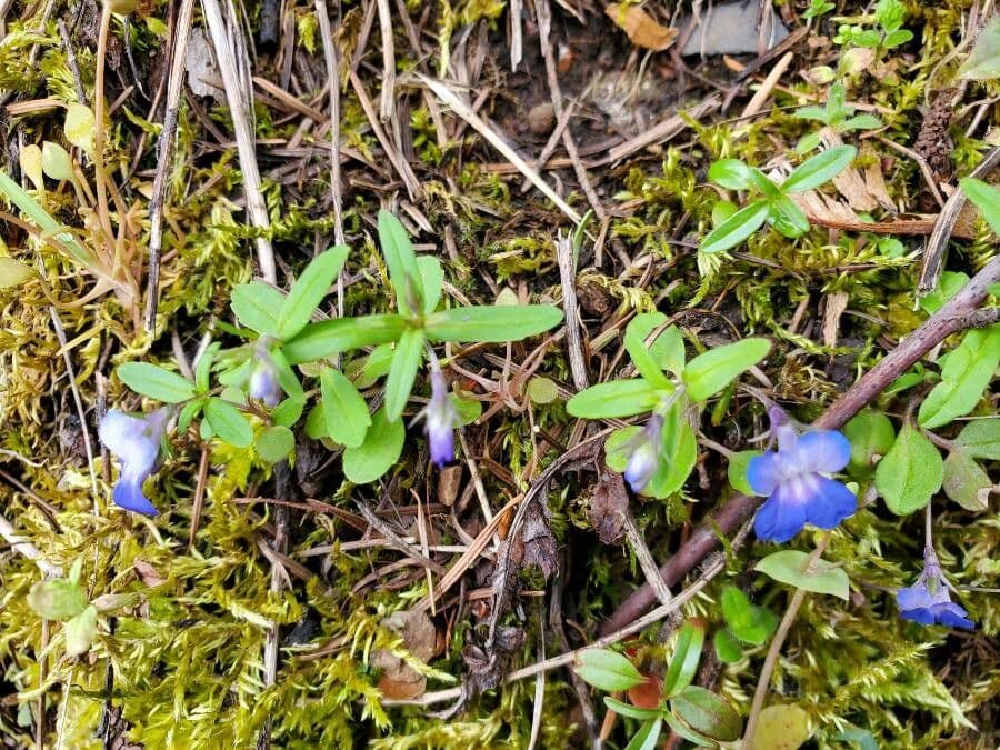 Kleinblütige Collinsie