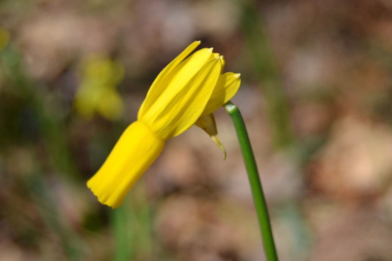 Narciso ciclamino 2