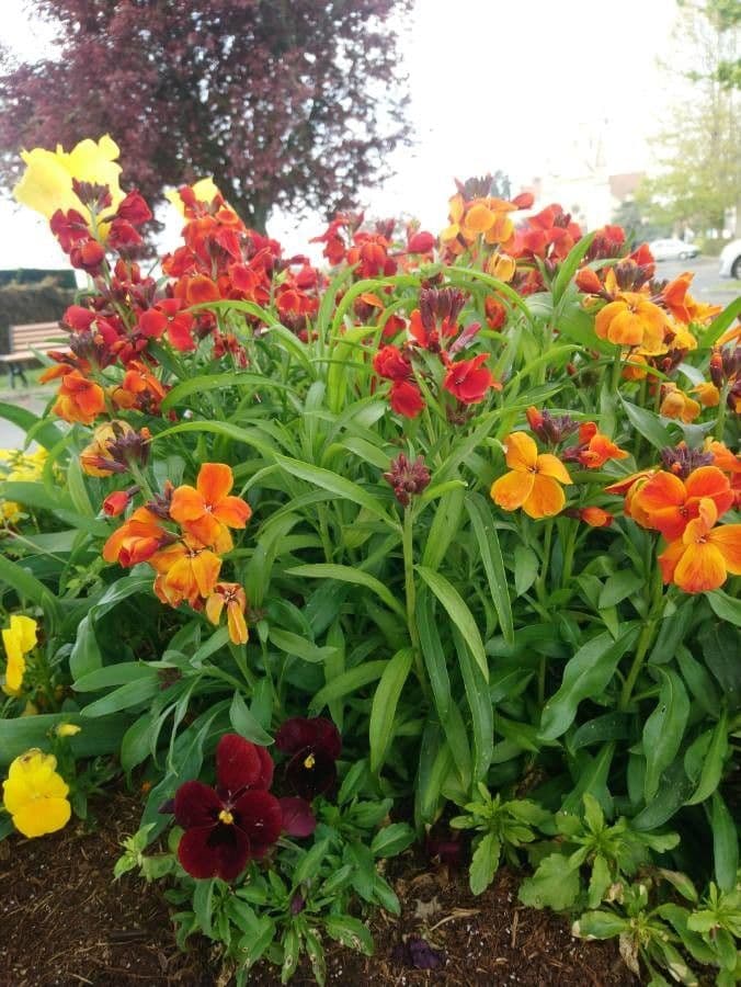 Erysimum 10