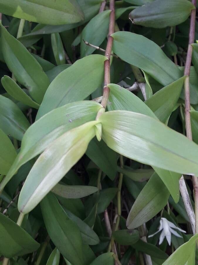 Orchidea colombina 15
