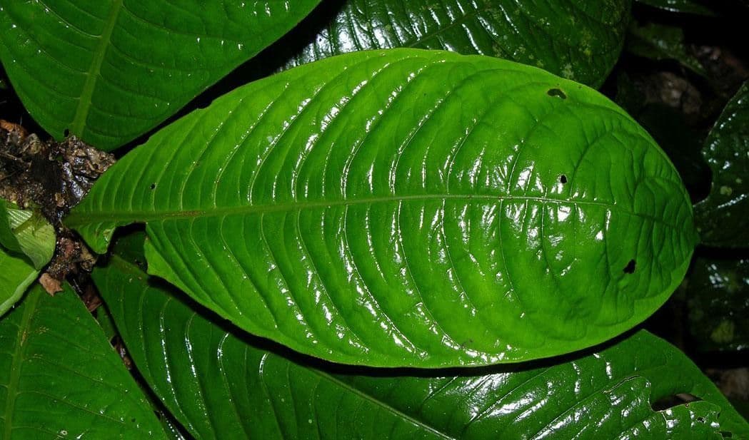 Psychotria 11