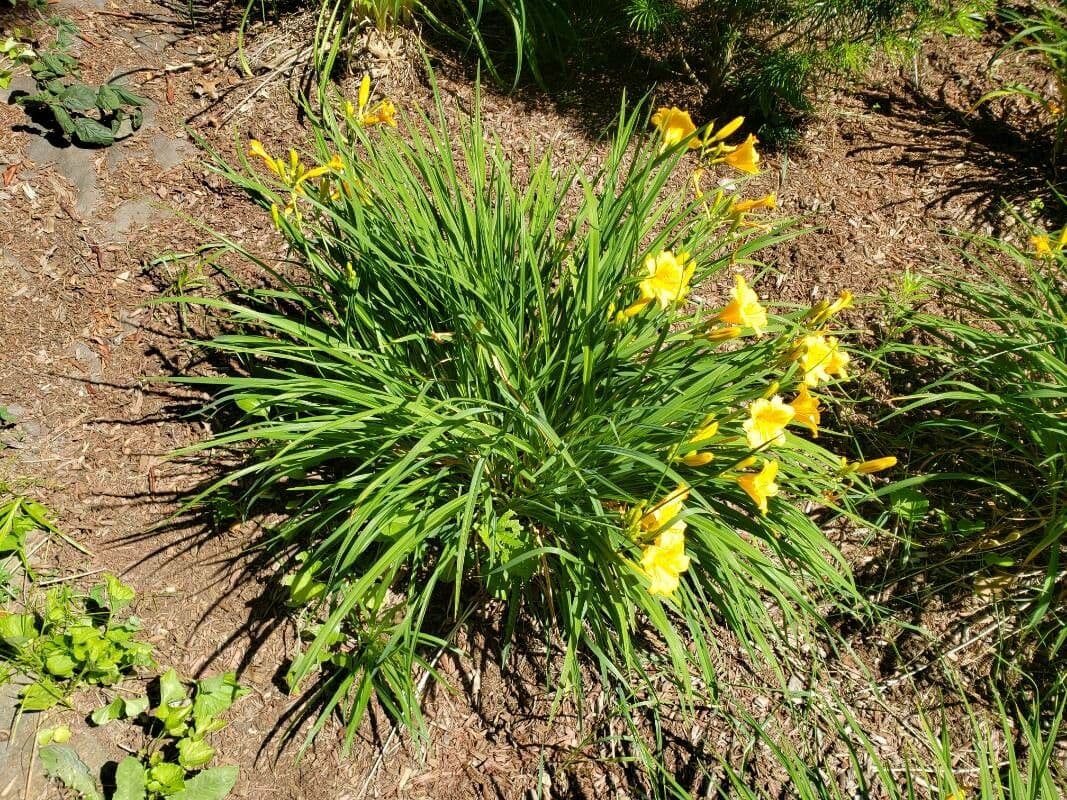 Hemerocallis minor 9