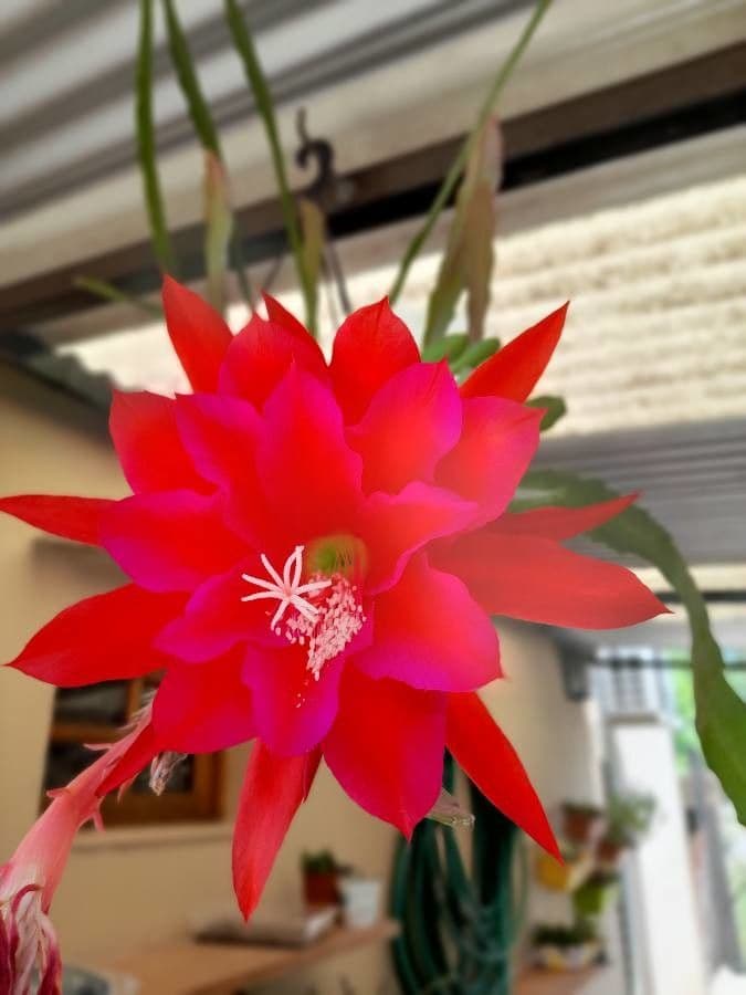 Disocactus 7