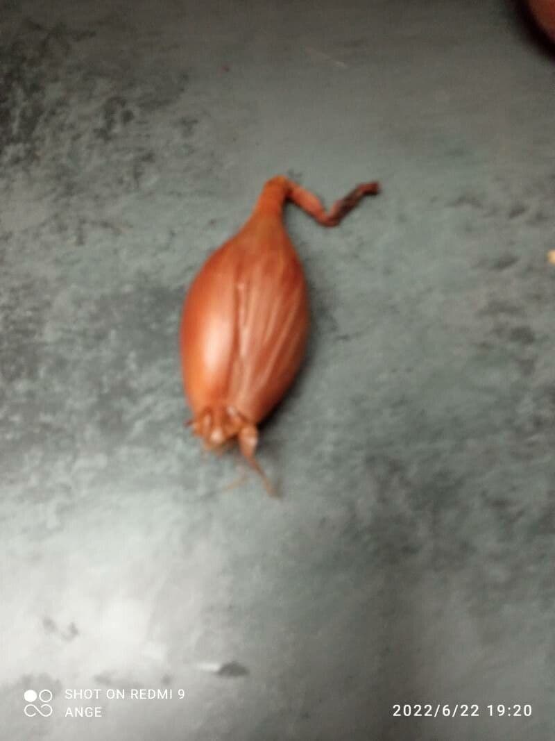 Scalogno 9