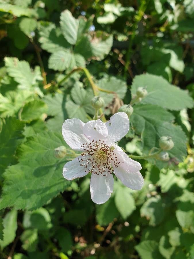 Rubus wahlbergii 4