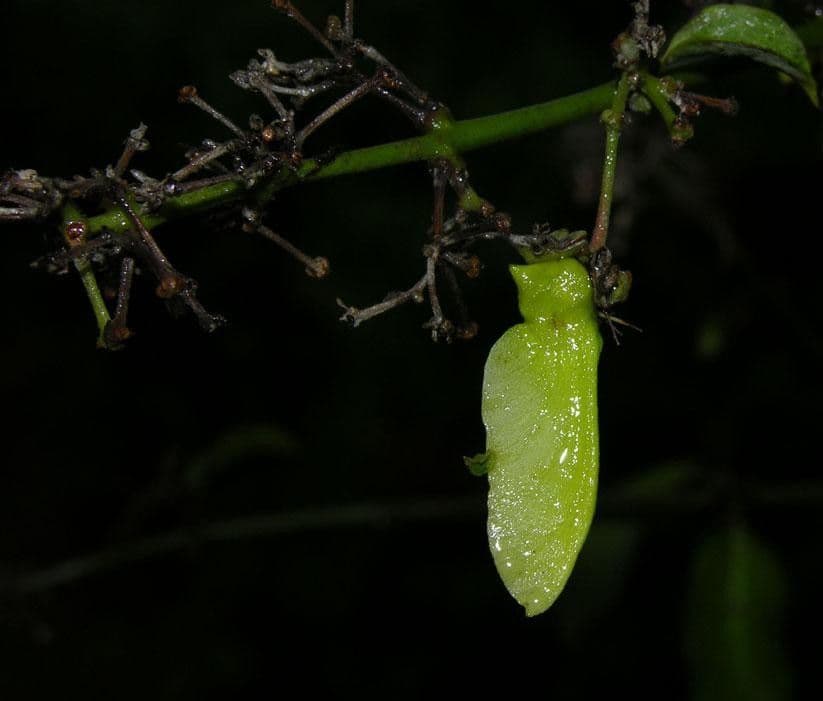 Ayahuasca 21
