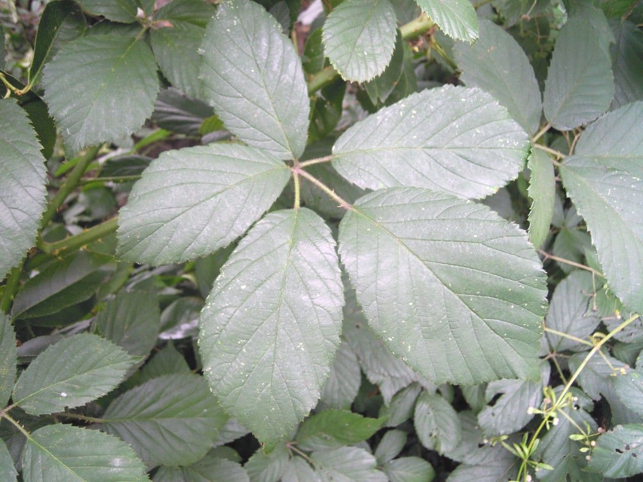 Brombeere 8