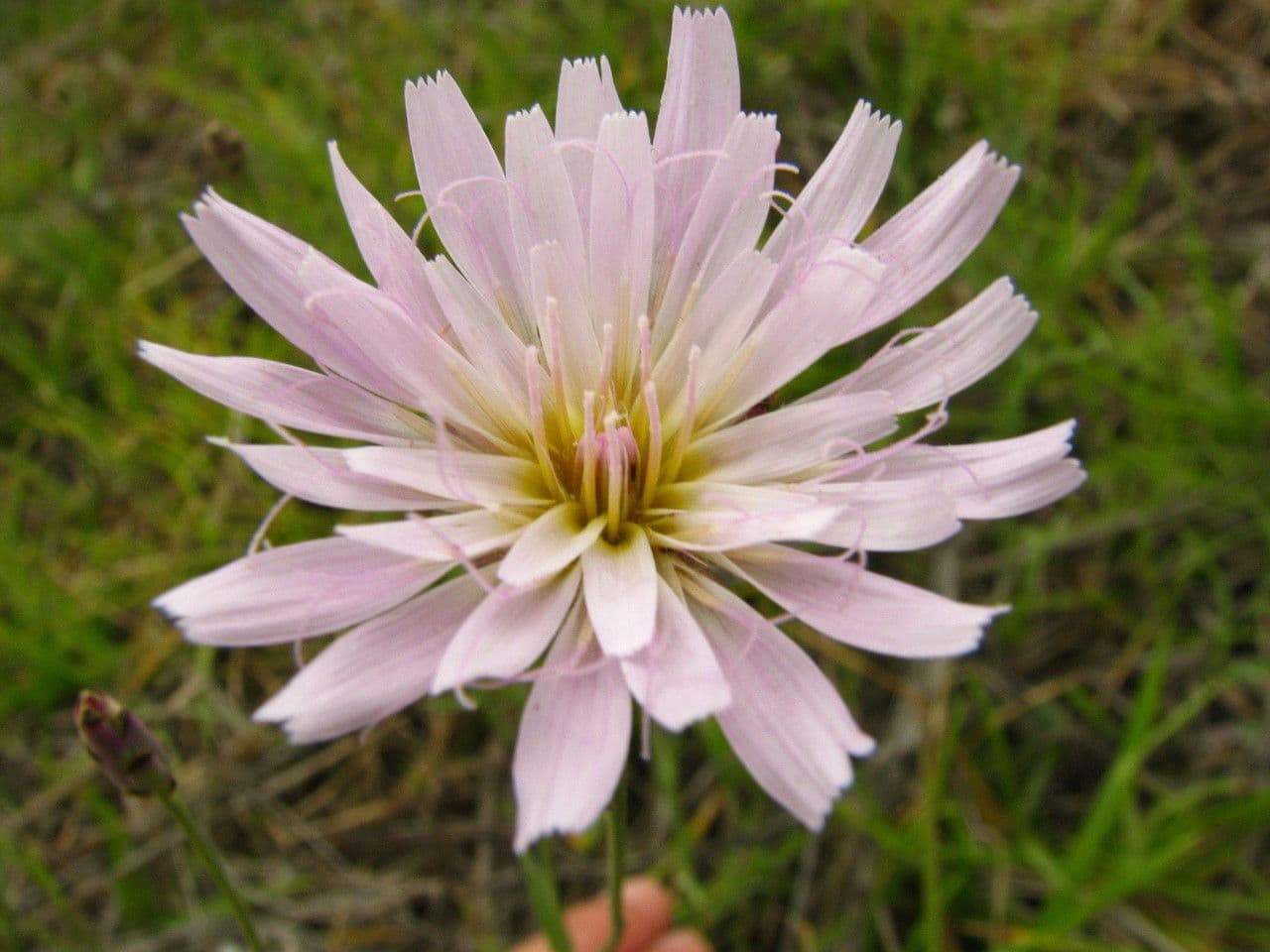 Pinaropappus roseus 2