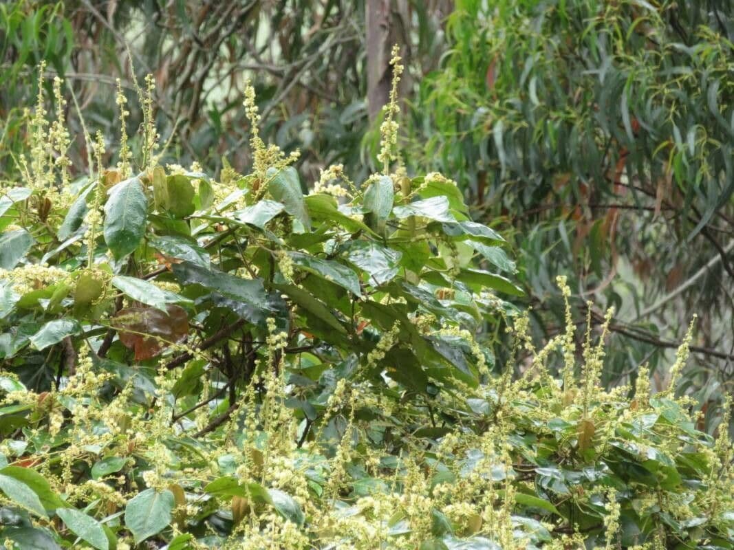 Hopfenblättrige Gouania 7