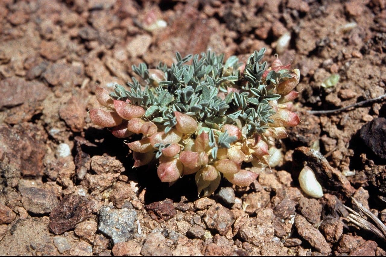 Astragalus