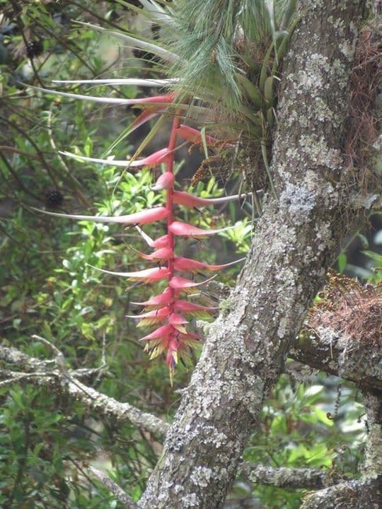 Tillandsia