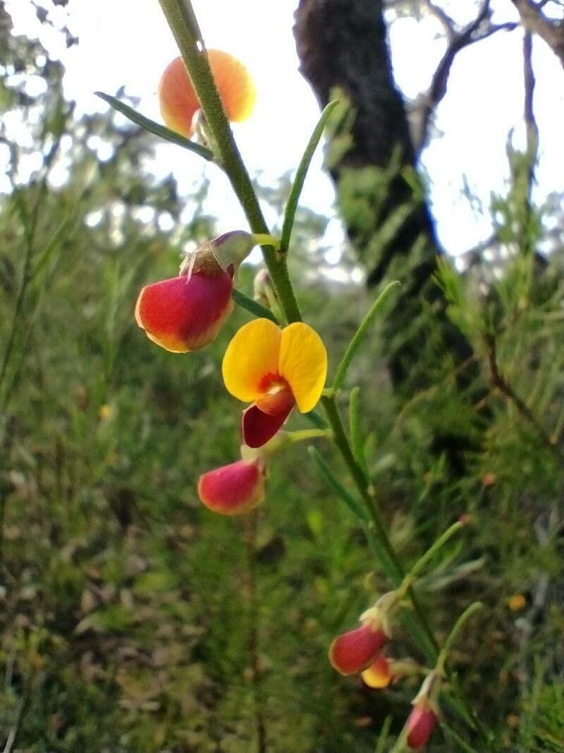 Bossiaea 4