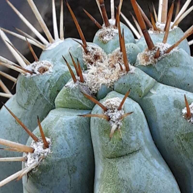 Browningia
