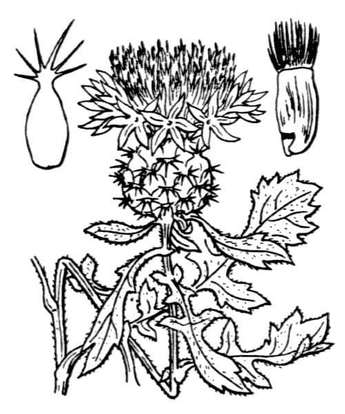 Zavrn kuglohlavý 35