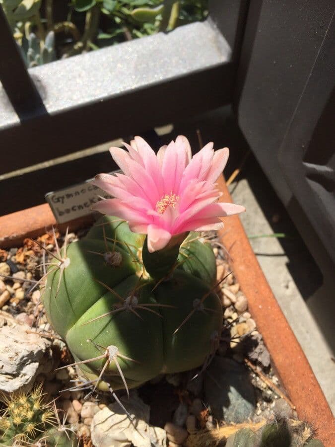 Cactus 2